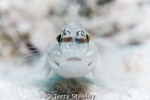 'Your eyes dazzle me'
— Subal underwater housing, Canon ... by Terry Steeley 